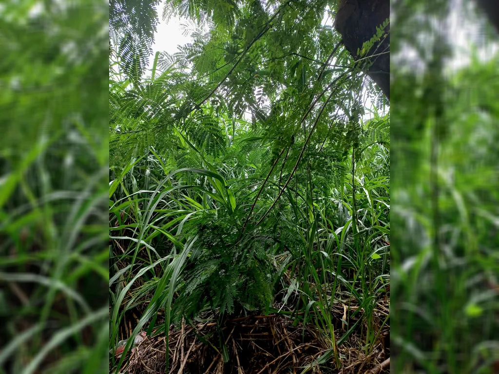 Tanah Strategis Dekat Depo KA Bukit Duri Manggarai Tebet Jakarta Selatan